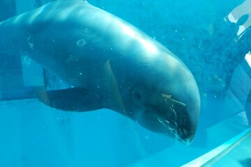 水族館のイルカとクジラ