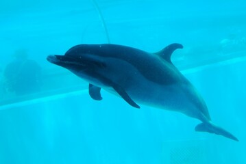 水族館のイルカとクジラ