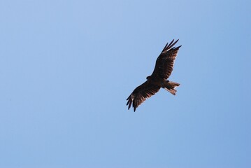 悠々と空を飛ぶ鳶