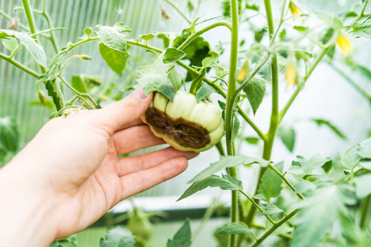tomato disease, gardening problems, green rotten tomatoes in hand, phytophthora vegetables, crop loss