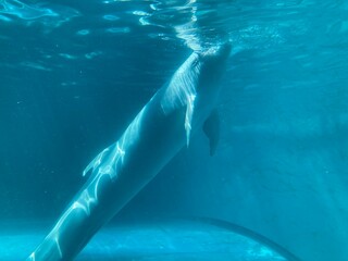 水族館のイルカ