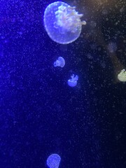 水中に漂うクラゲ