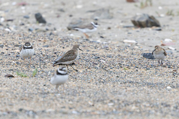 meadow pipit Anthus pratensis on a sandy beach in Normandy