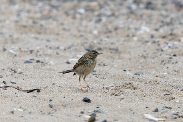 meadow pipit Anthus pratensis on a sandy beach in Normandy