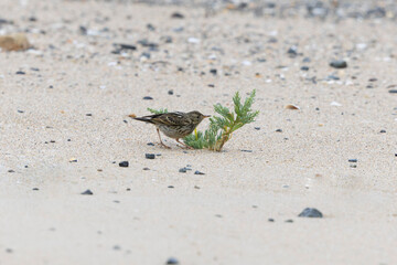 meadow pipit Anthus pratensis on a sandy beach in Normandy