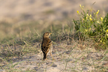 meadow pipit Anthus pratensis on a sandy beach in Normandy
