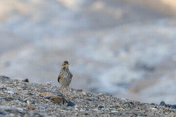 meadow pipit Anthus pratensis on a sandy beach in Normandy
