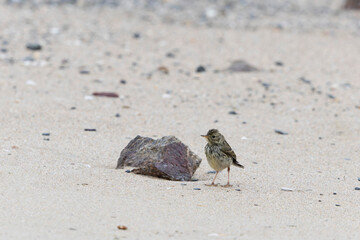 meadow pipit Anthus pratensis on a sandy beach in Normandy