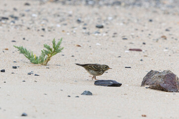 meadow pipit Anthus pratensis on a sandy beach in Normandy