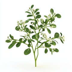 Obraz premium Green Branch with White Berries.