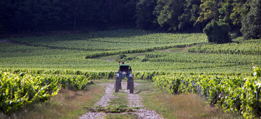 straddle tractor on dirt road between vineyards in french champagne area