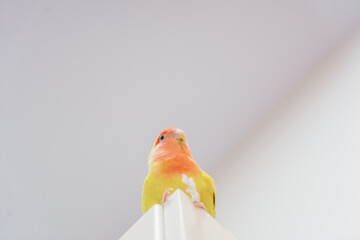 Peach face lovebird from above. Graceful and chubby agapornis on a white furniture corner. 