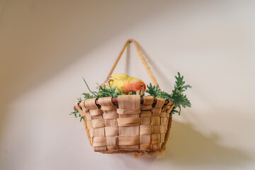 Peach face lovebird eating grass on a basket with green plants.