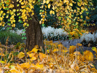 Herbstzauber - goldener Oktober . Bunte Blätter am Baum