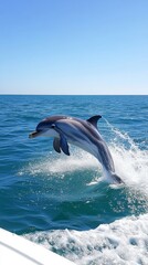 Fototapeta premium Playful Dolphin Leaping Joyfully NearBoat inBright Blue Ocean Scene