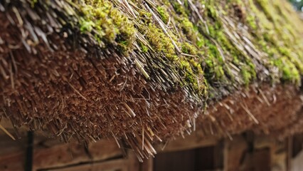 Traditional Historic Polish Eastern Europe Rural Village Wooden House with Thatched Roof Made of Dried Hay Covered in Green Moss