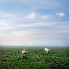 Obraz premium cows during sunrise on misty morning in valley of river Aisne near Charleville mezieres in champagne ardenne
