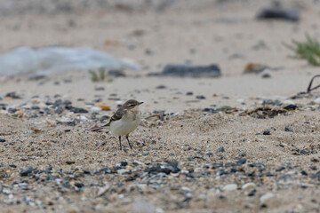 western yellow wagtail Motacilla flava flavissima on a sandy beach in Normandy