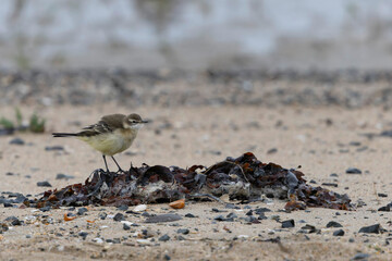 western yellow wagtail Motacilla flava flavissima on a sandy beach in Normandy