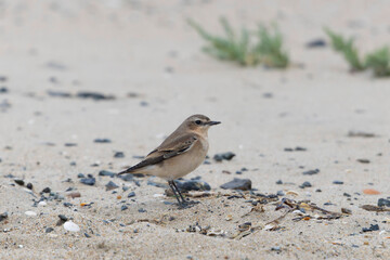 western yellow wagtail Motacilla flava flavissima on a sandy beach in Normandy