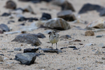 western yellow wagtail Motacilla flava flavissima on a sandy beach in Normandy