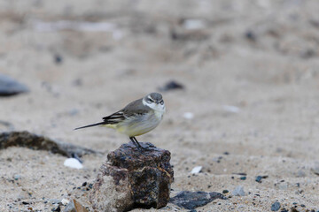 western yellow wagtail Motacilla flava flavissima on a sandy beach in Normandy