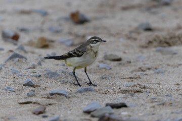 western yellow wagtail Motacilla flava flavissima on a sandy beach in Normandy