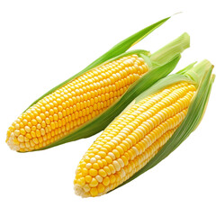 Two ears of corn on the cob reveal bright yellow kernels, highlighting their freshness against a clean PNG backdrop, corn on the cob on transparent background