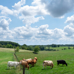 Naklejka premium cows in hilly countryside of champagne-ardenne