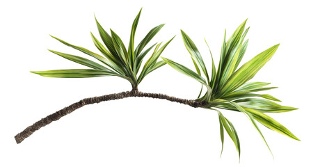 Obraz premium Palm tree branch with green leaves, cut out