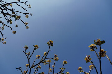 Flower and branch of tree without leaves against blue sky background in summer.