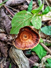 Captivating Photo of Wood Fungus Ganoderma lucidum: An Elegant Display of Natures Decomposers