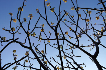Flower and branch of tree without leaves against blue sky background in summer.