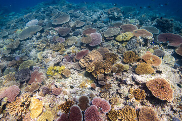 Pristine Hard Coral Reef - Healthy colorful corals cover beautiful Scuba diving and Snorkeling site