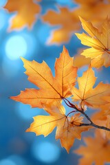 Fototapeta premium Radiant blue sky and yellow maple leaves with sunlight in a watercolor Thanksgiving background