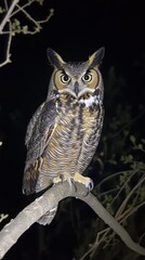 Owl of the Night: A Majestic Guardian Radiating Wisdom and Curiosity at Dusk