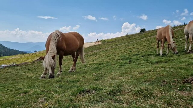 Avelignese Haflinger Horse grazing on a high mountain meadow
