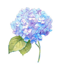 Blue hydrangea, watercolor hand painted illustration , purple flower, hydrangeas, watercolor, floral illustration, blossom, bloom	
