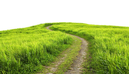 Countryside road in lush grassy landscape, cut out
