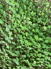 Four Leaves Clover Grass Background
