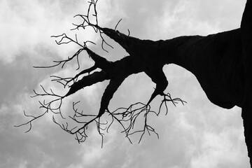 silhouette of a baobab tree