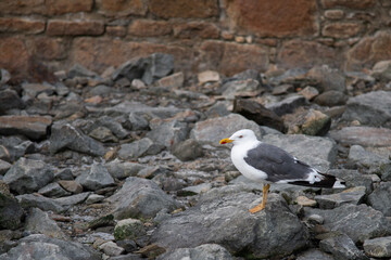 Mouette de Cancale