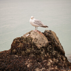 Une mouette en bord de mer dans la ville de Cancale 