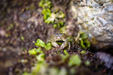 Little crab eating in the rocks between coastline, hiding in the seaweed, background out of focus in purpose, in Keelung city, Taiwan.