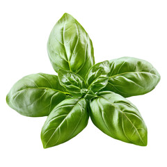 Fresh green basil leaves pop against a clean transparent background, showcasing their vibrant appeal, fresh basil leaves on transparent background