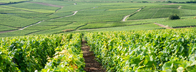 vineyards in the champagne region between reims and epernay in france © ahavelaar
