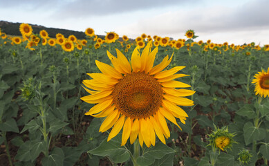 Girasol