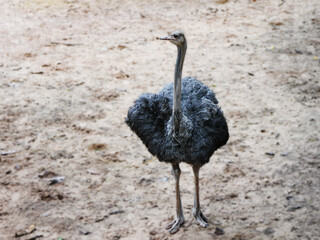 An ostrich is seen in a natural, The ostrich's strong legs and tall stature are prominent, highlighting its impressive size, the ostrich's native savanna or arid regions
