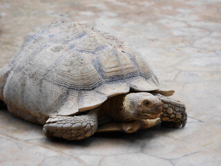 turtle in the zoo, cute turtle walking in a park, A big turtle walks on the ground in the zoo, cute animal life, The turtle is walking