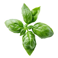 Obraz premium Fresh basil leaves sit against a clean transparent background, highlighting their rich green color and healthy appearance, fresh green basil isolated transparent background